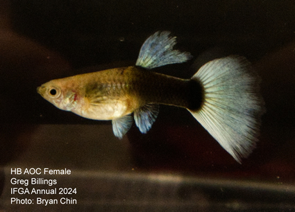 female guppy hb aoc